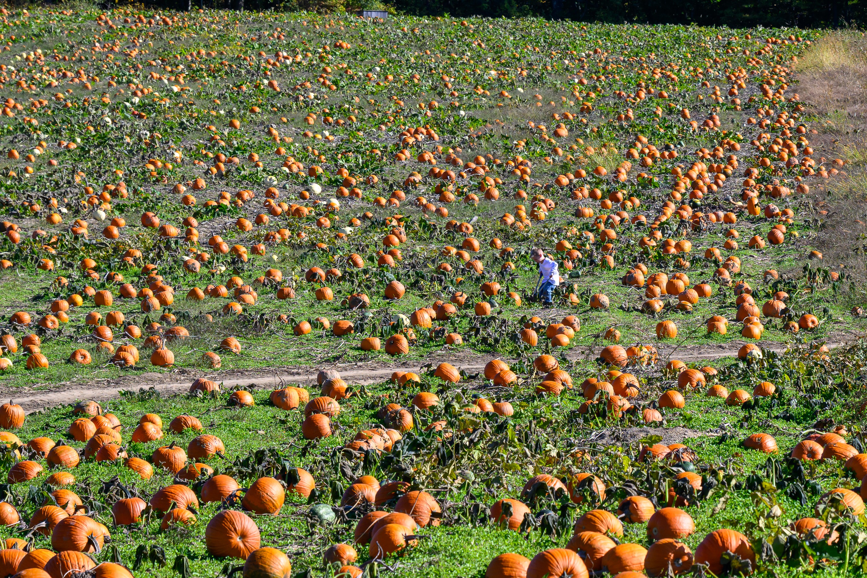 A child looks for a pumpkin among hundreds spread out over a field.