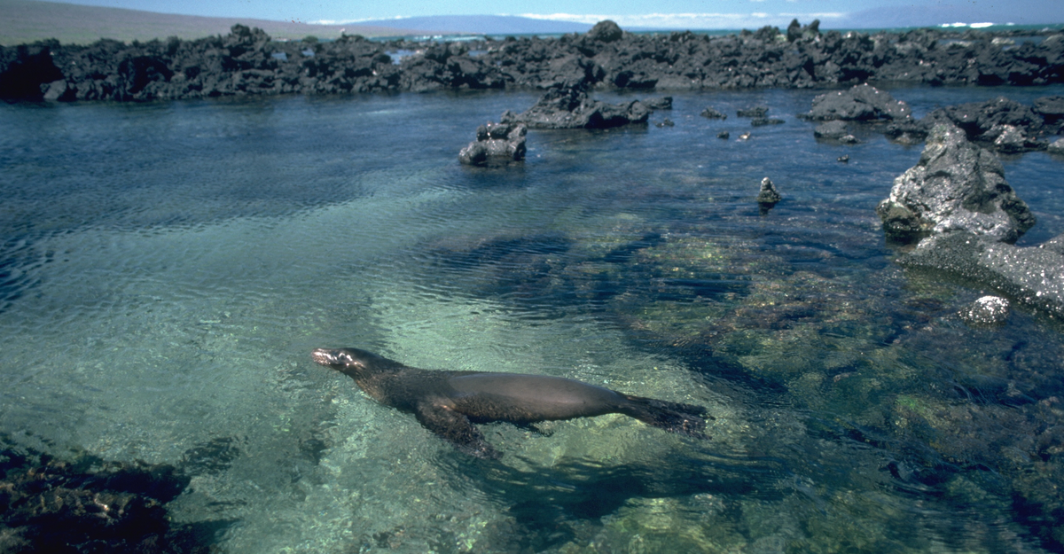 A Cold Spot Near the Galápagos Is Fending Off Climate Change