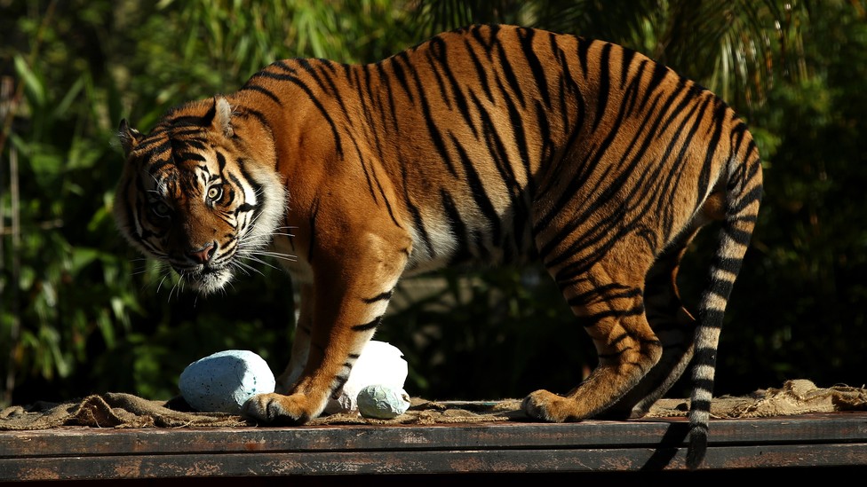 animal ambush predators