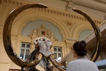 A woman looks at a mammoth skeleton