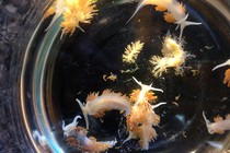 Sea slugs from a Japanese vessel that washed ashore in Oregon in April 2015