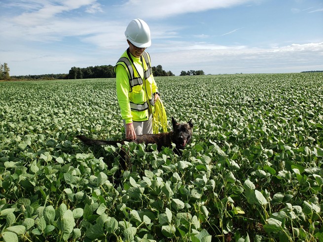 Dog working near wind turbine in a soybean field 