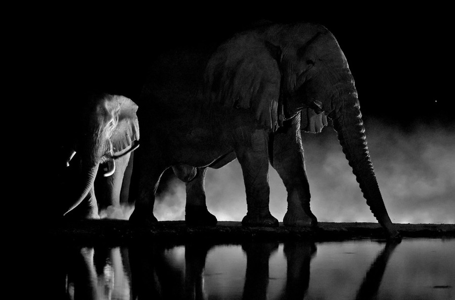 A black-and-white image of two elephants beside a pond, seen at night.