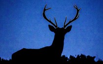 an illustration of a silhouette of a deer, with cut lines around its antlers