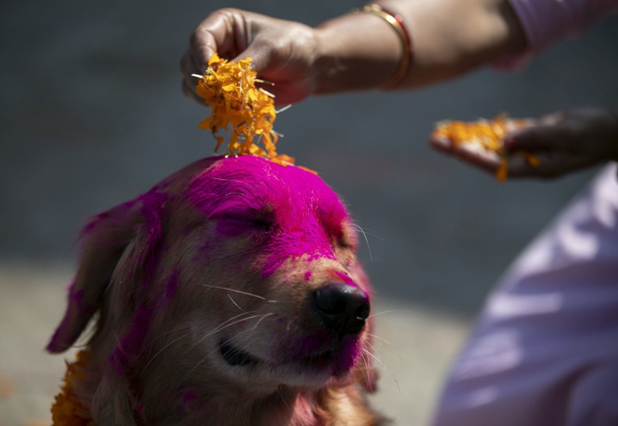 A dog is adorned with colored powder and flower petals.