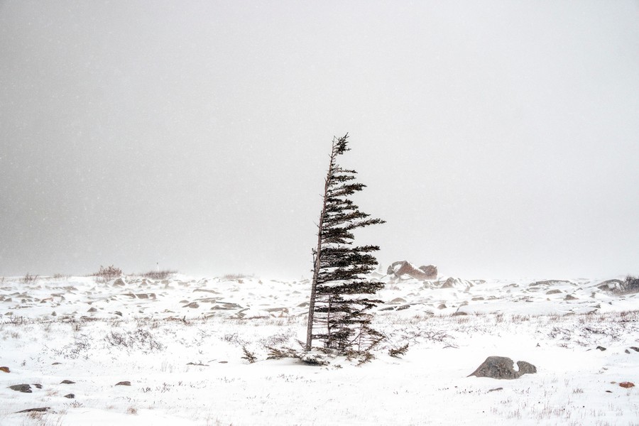 A single windblown white spruce tree stands in a snowy field.