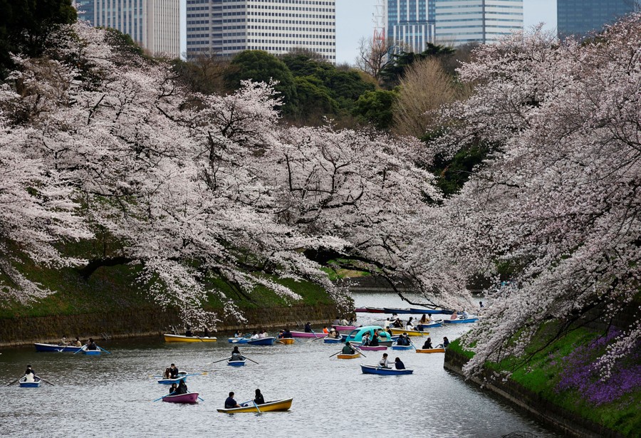 A view of a park with a pond filled with boaters, among blossoming cherry trees.
