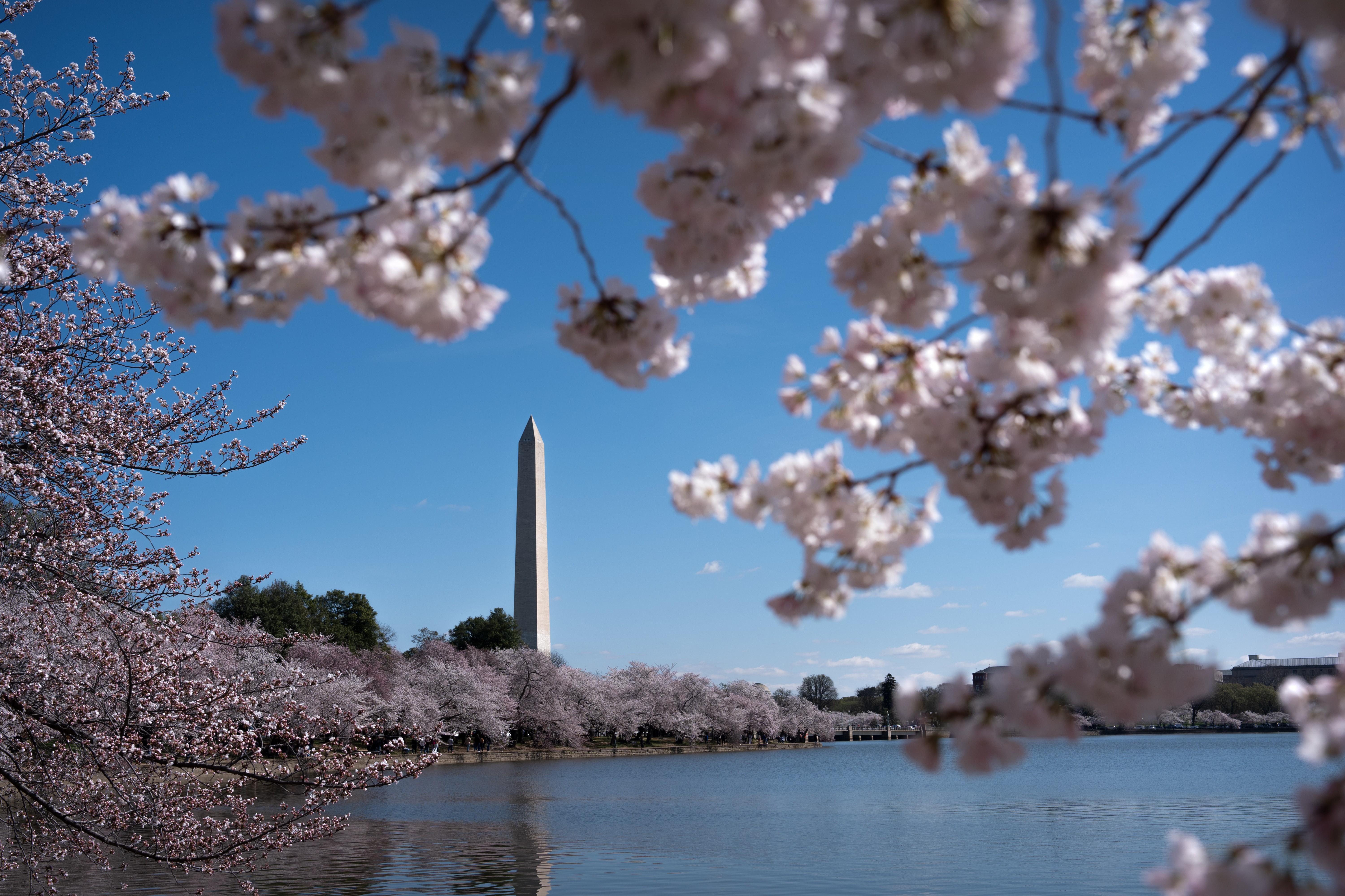 The Washington Monument, seen past branches of blooming cherry trees