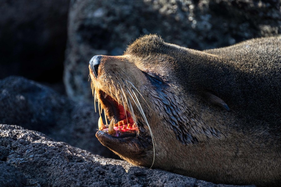 A seal rests on rocks, with its mouth open.