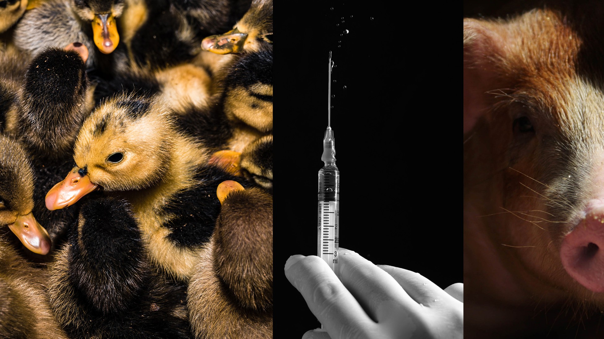 How Much Worse Would a Bird-Flu Pandemic Be? - The Atlantic
