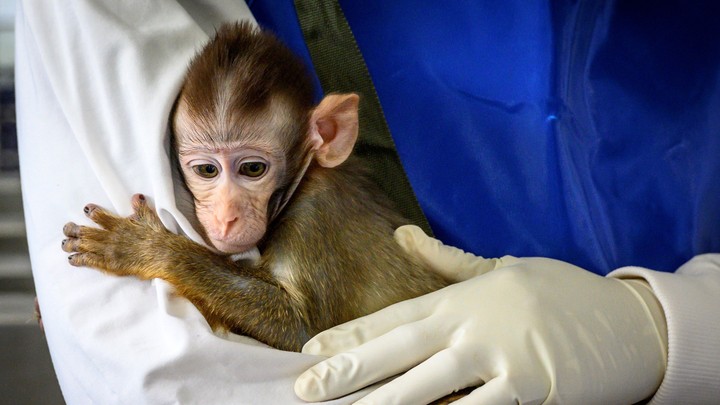 America has a shortage of lab monkeys