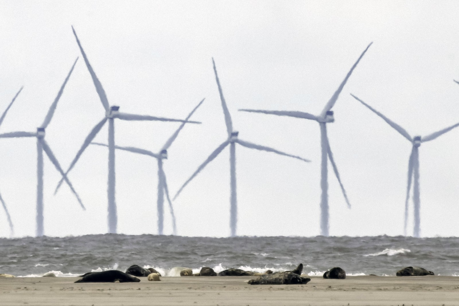A group of seals lays on a beach, with a cluster of wind turbines visible in the distance.