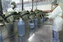 In a lab facility, a line of horseshoe crabs are bled into glass bottles. Two attendants in lab coats facilitate the process.