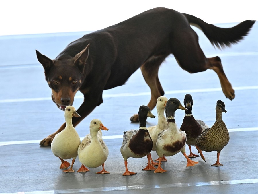 A dog herds seven ducks.