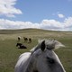 Horses in an open field