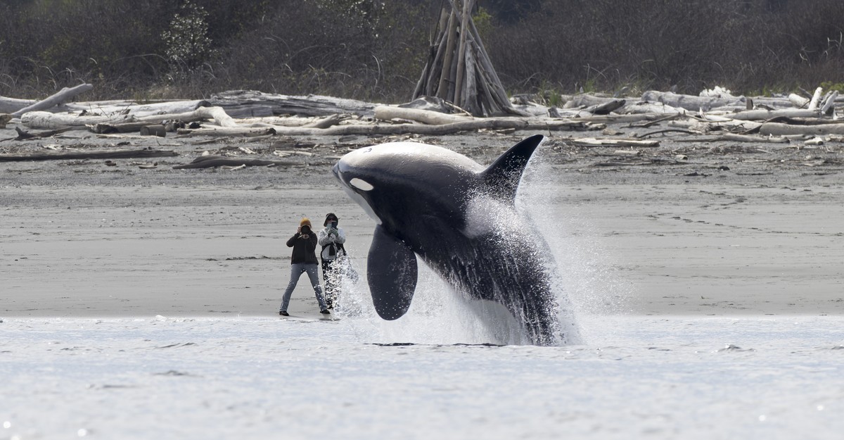 https://cdn.theatlantic.com/thumbor/rYHQF70K-jNgKTIbhnEgPPqjIgw=/0x109:5138x2785/1200x625/media/img/mt/2025/08/a01_Yifan_Ling/original.jpg