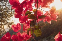 pink bougainvillea with sunset light