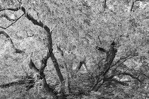 Photo of a treee