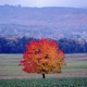 A single small tree with bright red and orange leaves stands in a field.