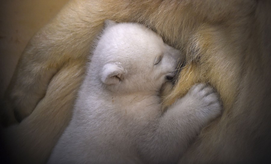 A polar-bear cub snuggles up to her mother.