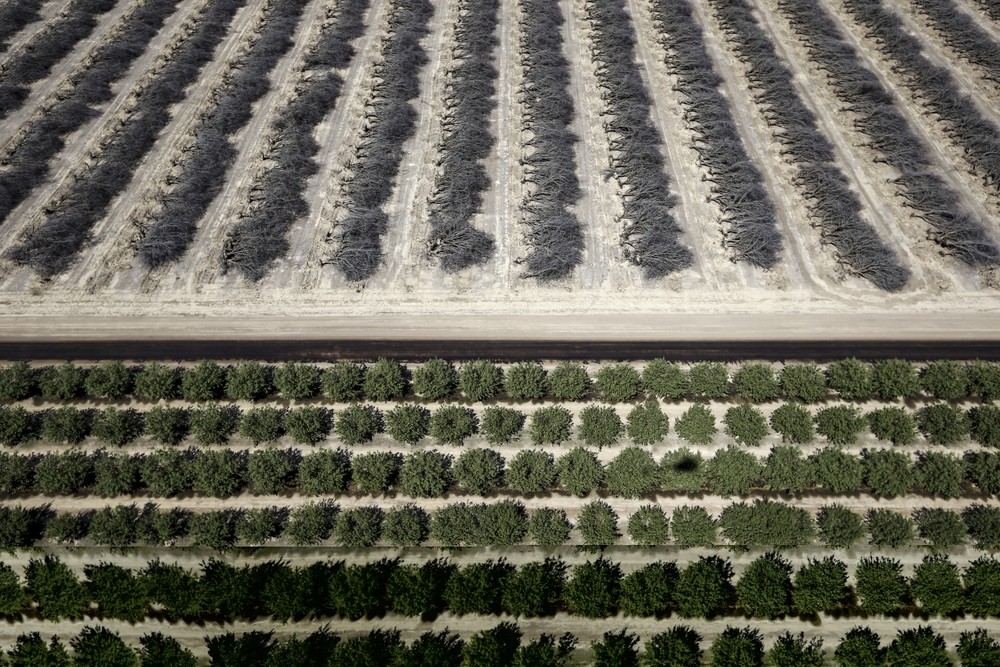 In Photos: The Almond's Awful Secret - The Atlantic