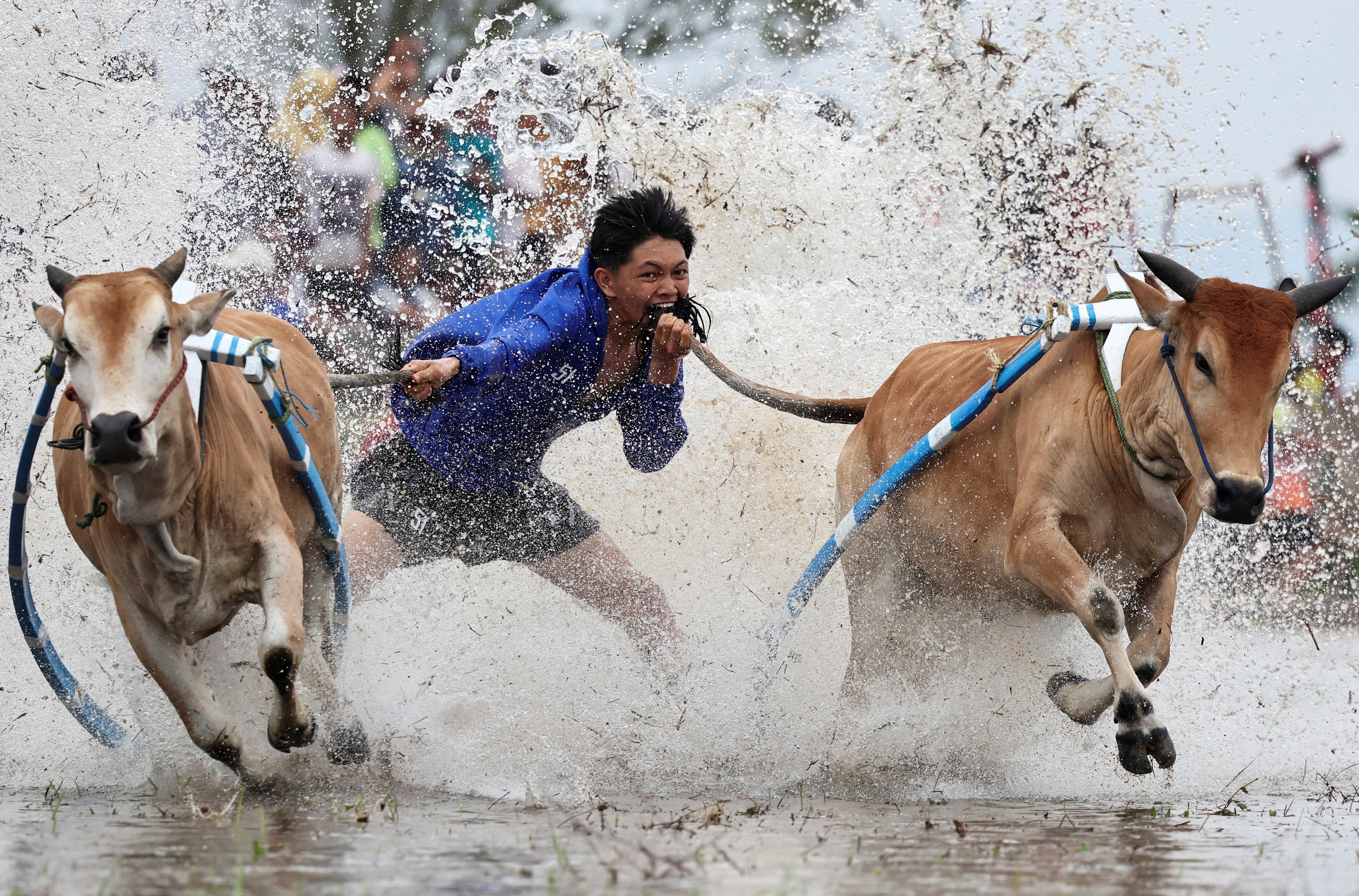 A person is pulled through shallow water by two racing bulls, as they bite the tail of one of the bulls.