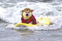 A dog closes its eyes while riding on a surfboard.
