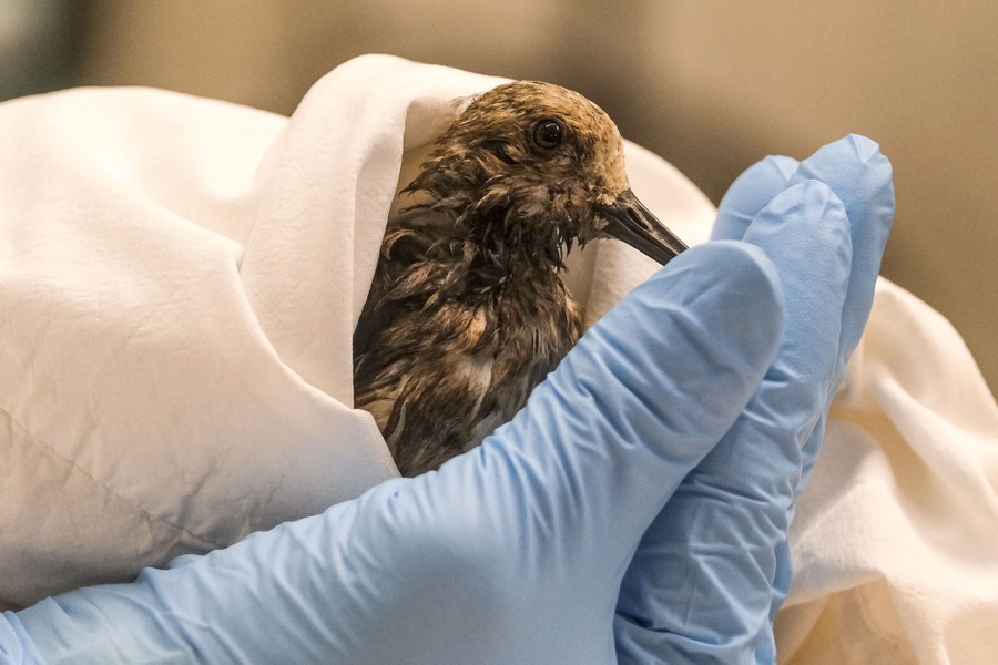 A small bird is held by gloved hands and cleaned.