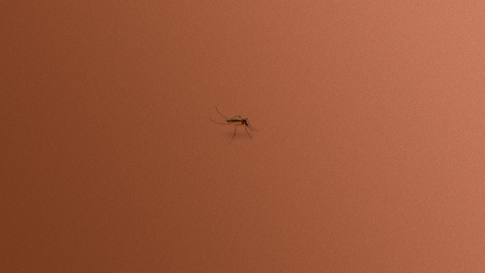 A mosquito against a light-brown background
