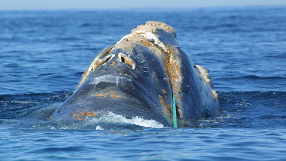 A North Atlantic right whale