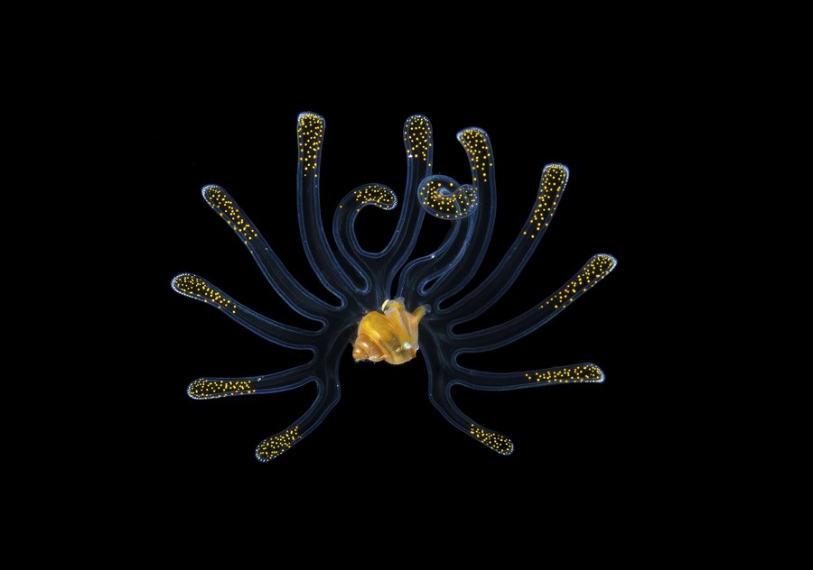 A tiny, many-limbed aquatic creature, seen underwater, at night.