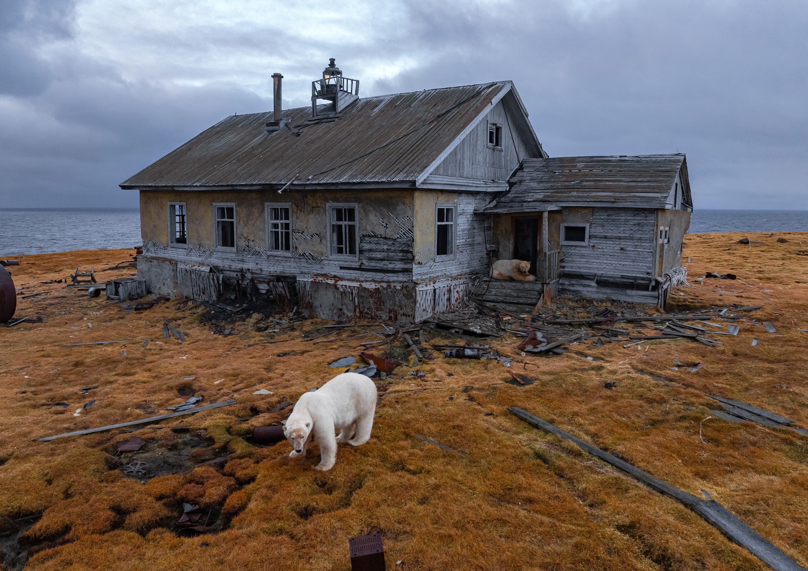 Polar bears rest and walk around a decaying structure.