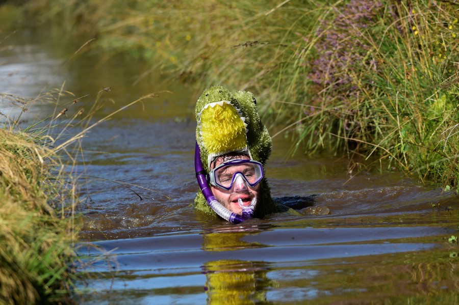 A competitor swims in the World Bog Snorkelling Championships in Llanwrtyd ...