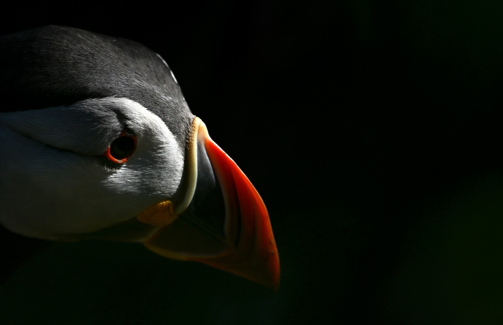 A puffin, seen in profile