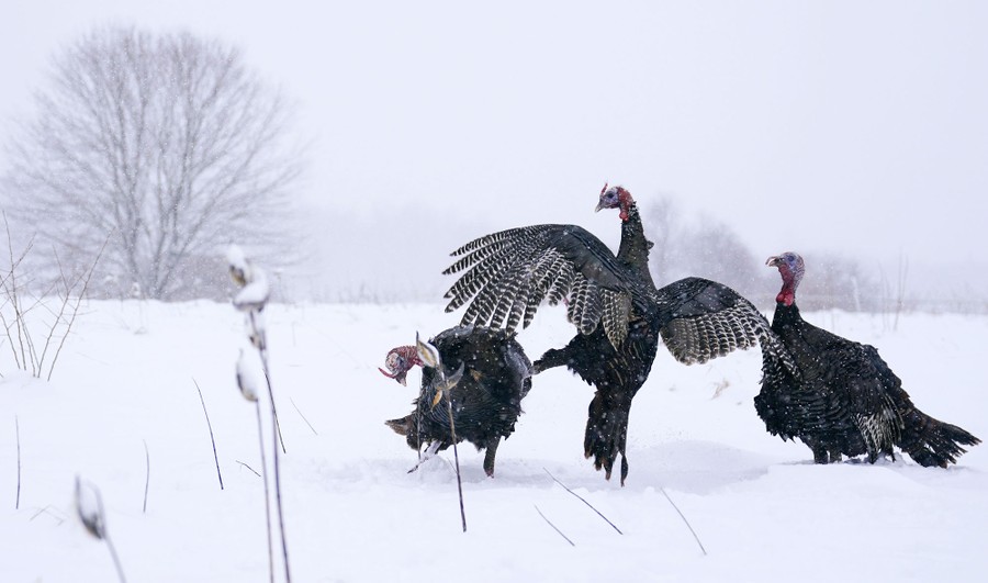 Three turkeys tussle in a snow-covered field.