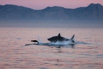 A shark chasing prey at dusk