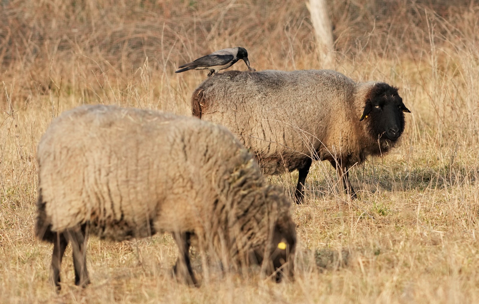 A crow perches on the back of a sheep and plucks wool from it.