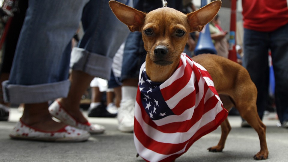 A Chihuahua wears a U.S. flag