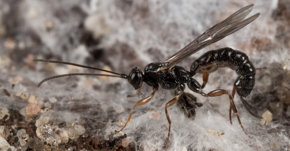 Wasps Learned to Sew Way Before Humans - The Atlantic
