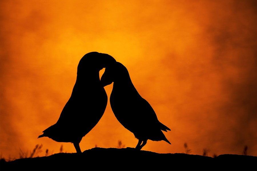 A silhouette of a pair of puffins standing close, face-to-face