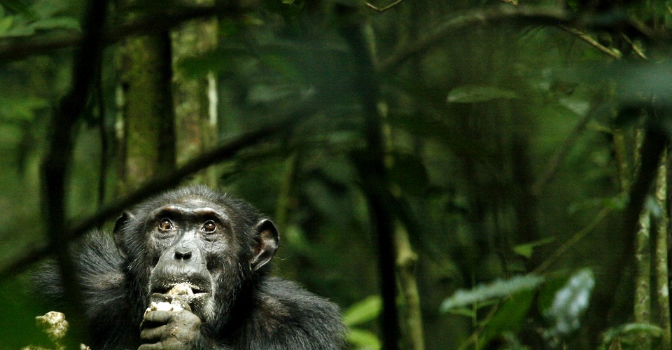 Are We the Only Animals That Understand Ignorance? - The Atlantic