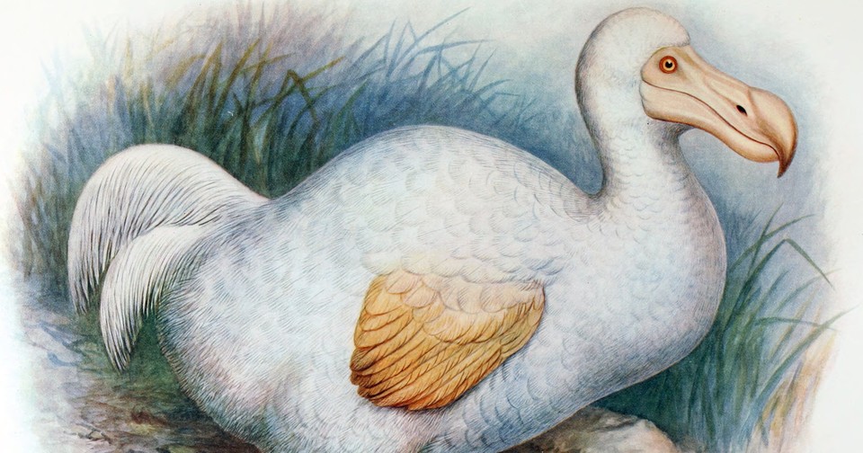 Bring back the dodo bird? Ambitious plan draws investors and critics