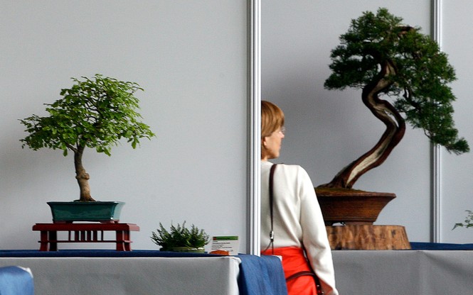 A woman looks at bonsai.