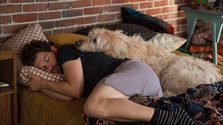 Wallpaper Movie Review Dog Days Is In Spite Of Itself A Very Good Boy HD