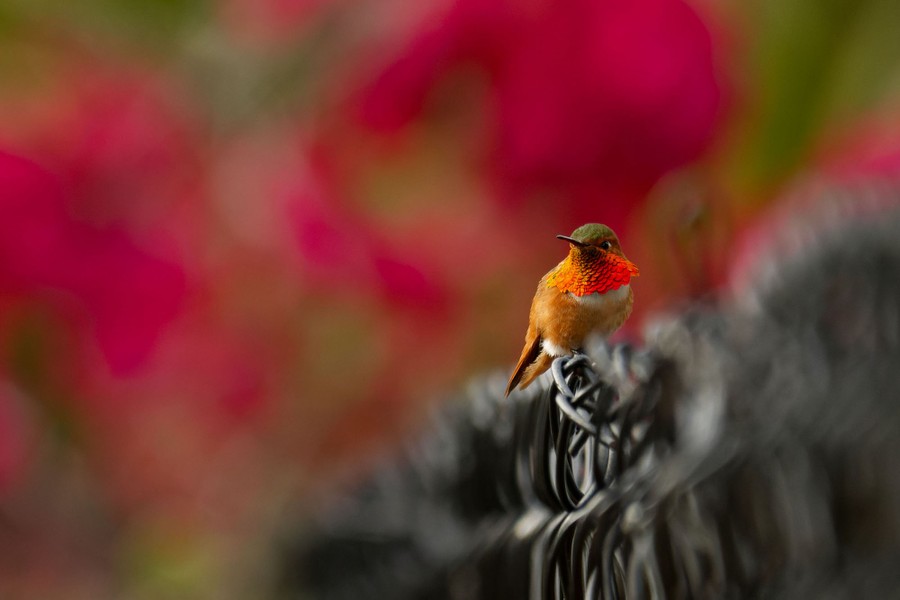A male Allen's hummingbird perches on a black chain-link fence, in focus in just the forefront of the image.