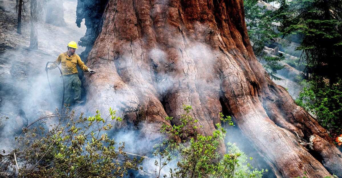 Those Sequoias Didn’t Just Get Lucky