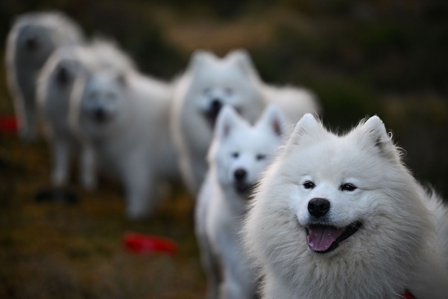A half-dozen fluffy white dogs stand together along a path.