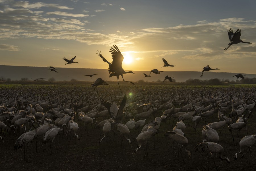 A large flock of cranes gathers in a field.