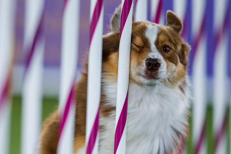 Photos From the 2021 Westminster Dog Show The Atlantic