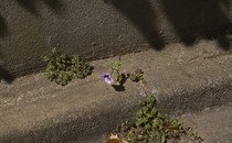 a purple flower growing out of a concrete curb
